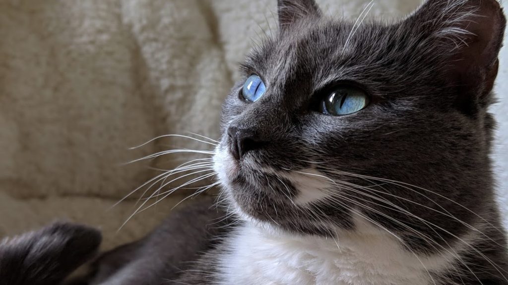 Grey cat with green eyes