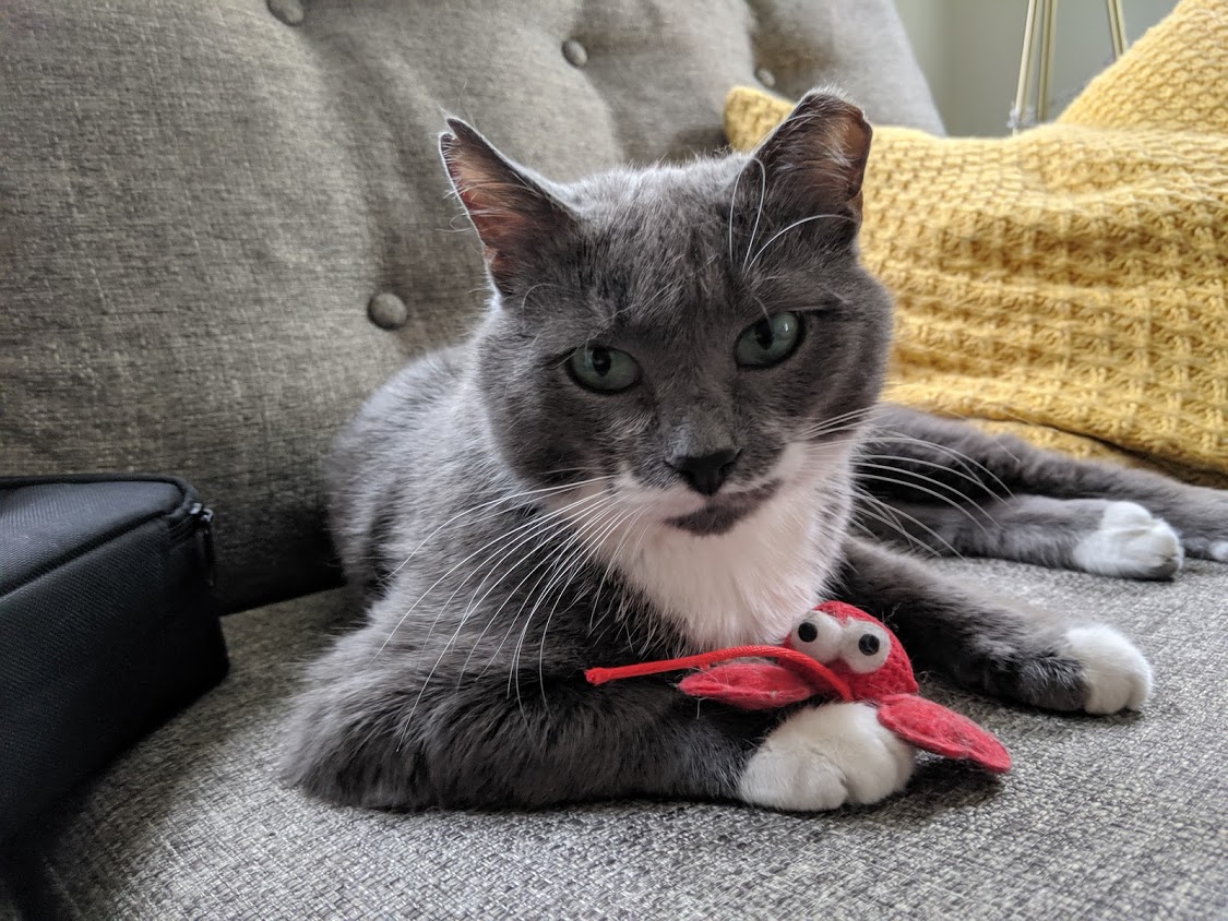 Image of cat on laying on a couch