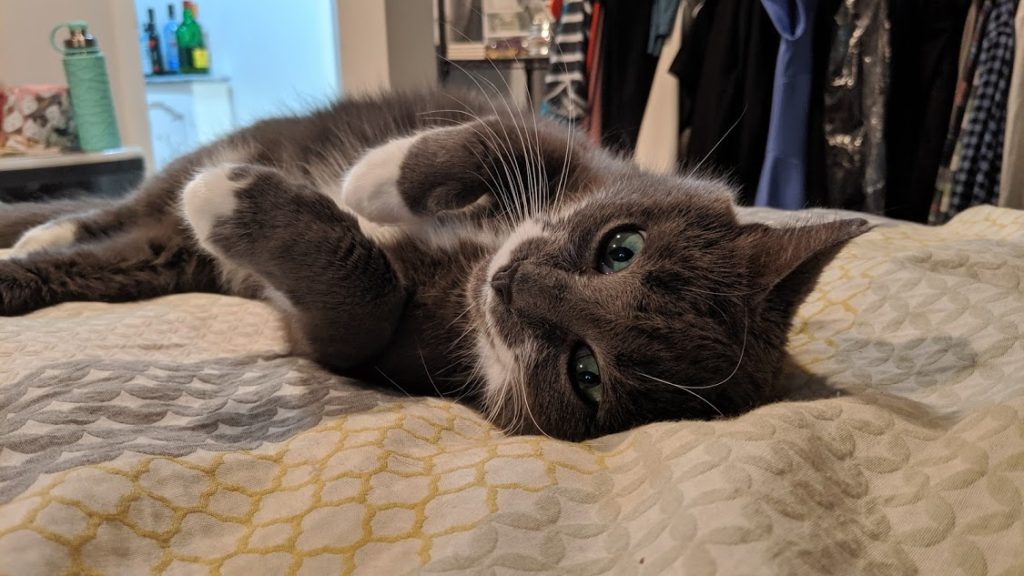 Grey cat stretched out on bed